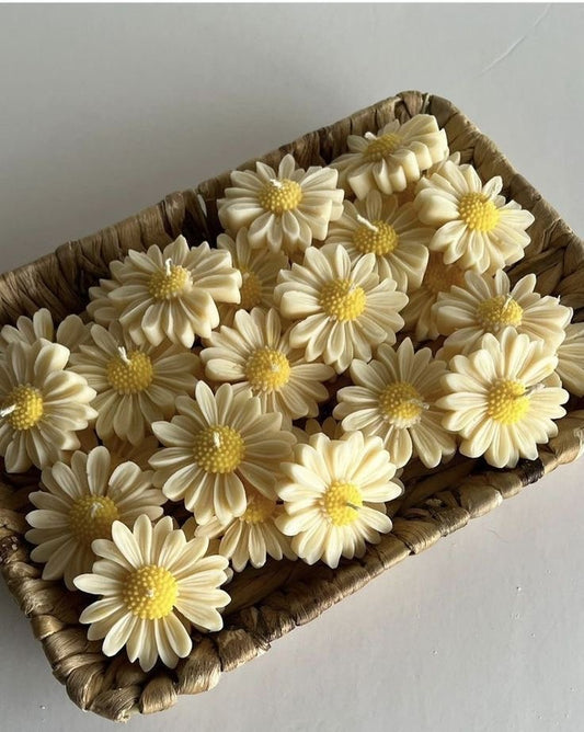 Daisy Combo